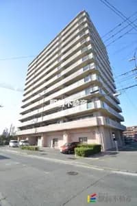 会员限定