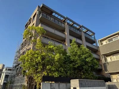 会员限定